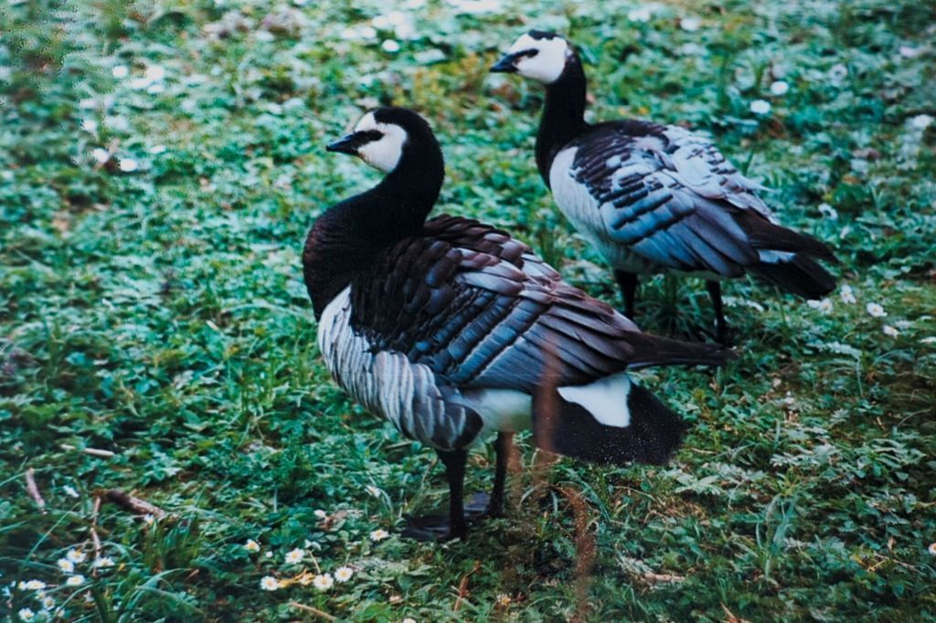 Barnacle Goose (Branta leucopsis) Pair